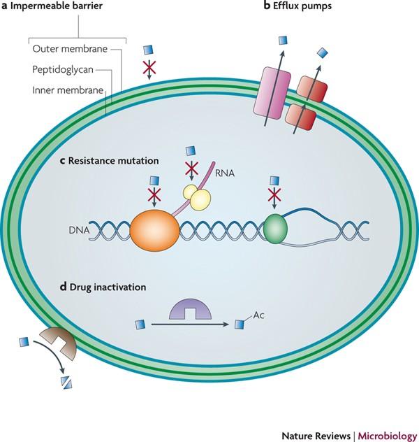 Occurrence and distribution of antibiotic resistance genes in urban rivers with black-odor water of Harbin, China – ScienceDirect.com