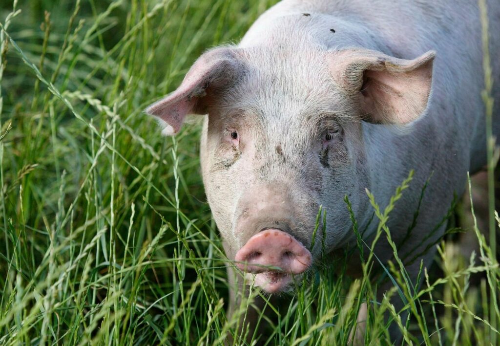 Why are scientists dressing pigs in clothes and burying them in Mexico? – Temple Daily Telegram