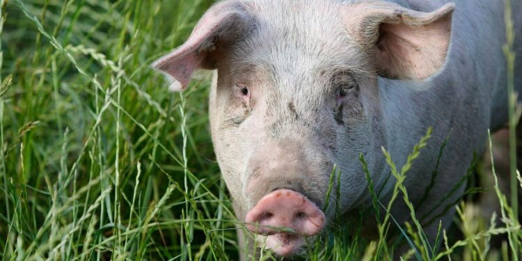 Why are scientists dressing pigs in clothes and burying them in Mexico? – Temple Daily Telegram
