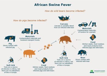 African swine fever outbreaks intensify in Vietnam – NST Online