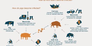 African swine fever outbreaks intensify in Vietnam – NST Online