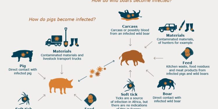 African swine fever outbreaks intensify in Vietnam – NST Online