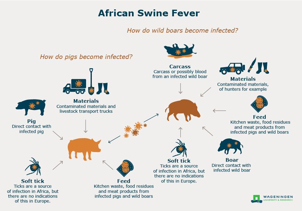 African swine fever outbreaks intensify in Vietnam – NST Online
