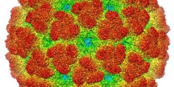 China has declared war on the chikungunya virus. How much of a threat is it? : Goats and Soda – NPR