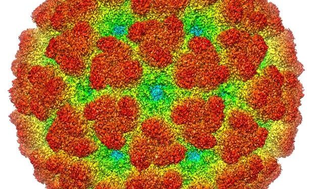 China has declared war on the chikungunya virus. How much of a threat is it? : Goats and Soda – NPR
