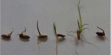 Farmers plant rice seedlings at paddy field in Lahore, Pakistan – Xinhua