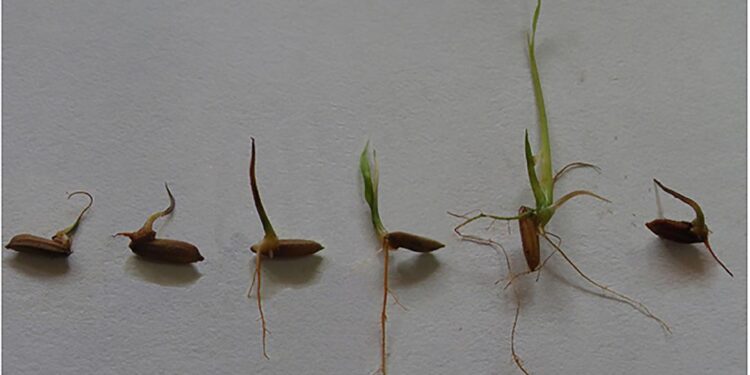 Farmers plant rice seedlings at paddy field in Lahore, Pakistan – Xinhua