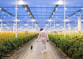 Flower industry shows vitality in Kunming, SW China’s Yunnan – People’s Daily Online