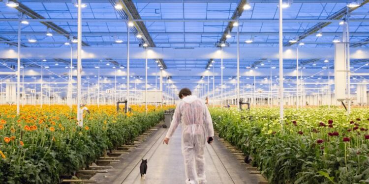 Flower industry shows vitality in Kunming, SW China’s Yunnan – People’s Daily Online