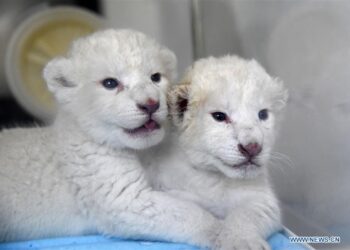 Twin white lion cubs born at Wild World Jinan, China’s Shandong – Xinhua | English.news.cn – 新华网
