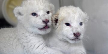 Twin white lion cubs born at Wild World Jinan, China’s Shandong – Xinhua | English.news.cn – 新华网