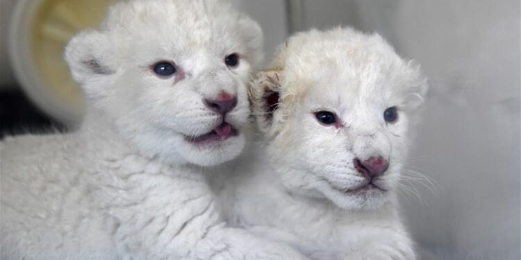 Twin white lion cubs born at Wild World Jinan, China’s Shandong – Xinhua | English.news.cn – 新华网