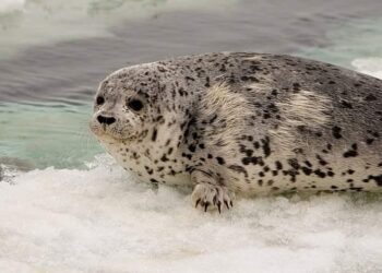 Nine spotted seals released into waters off the coast of Dalian, China – China Daily