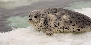 Nine spotted seals released into waters off the coast of Dalian, China – China Daily