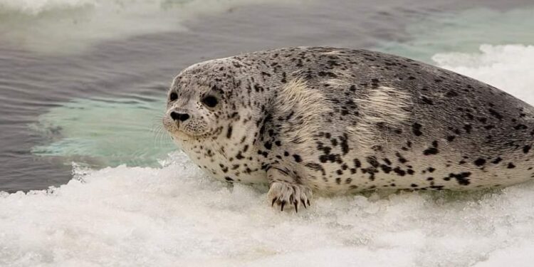 Nine spotted seals released into waters off the coast of Dalian, China – China Daily