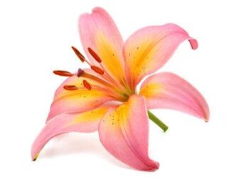 Lilly says it will raise drug prices in Europe, responding to Trump threats – BioPharma Dive