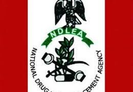 NDLEA raids Kano drug dens, arrests 49 suspects – Daily Post Nigeria