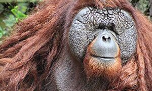 Mofu Primate Sanctuary protects primates from illegal hunting, trading in Cameroon – Xinhua