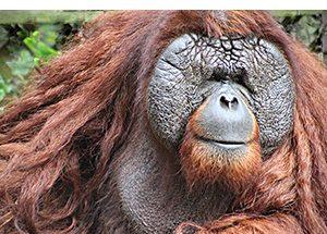 Mofu Primate Sanctuary protects primates from illegal hunting, trading in Cameroon – Xinhua