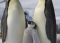 Penguin Hugs Surfers In South Africa (Video) – SURFER Magazine