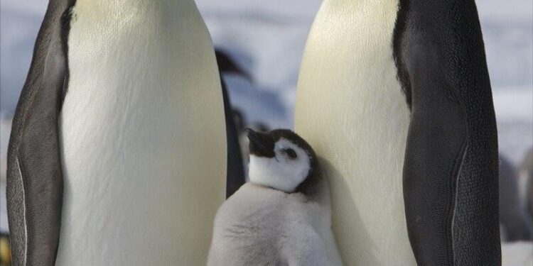 Penguin Hugs Surfers In South Africa (Video) – SURFER Magazine