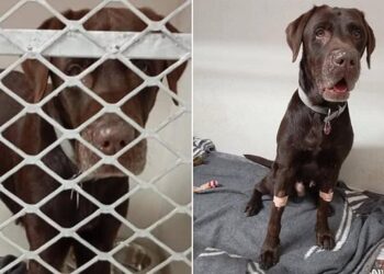 Swiss guide dog survives yacht sinking off the coast of South Africa… only for his owners to be told he must be put DOWN because he doesn’t have the right paperwork – Daily Mail