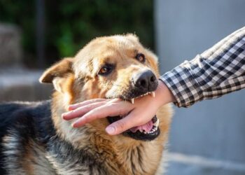 Dog bite cases surge in Hyderabad and Telangana districts – Telangana Today