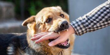 Dog bite cases surge in Hyderabad and Telangana districts – Telangana Today