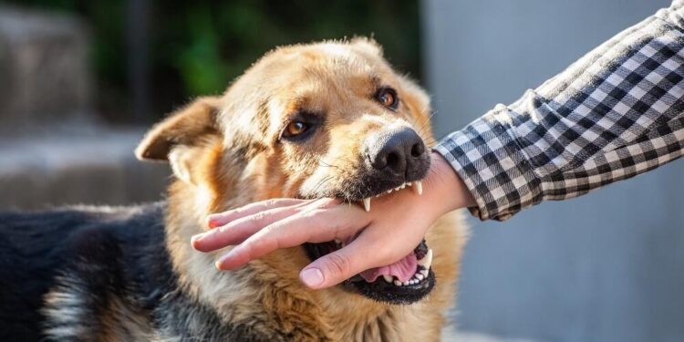 Dog bite cases surge in Hyderabad and Telangana districts – Telangana Today