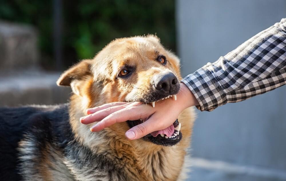 Dog bite cases surge in Hyderabad and Telangana districts – Telangana Today