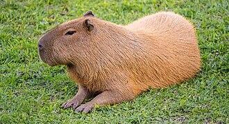 World’s largest rodent gives birth to quintuplets in China’s Kunming – Xinhua