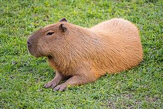 World’s largest rodent gives birth to quintuplets in China’s Kunming – Xinhua