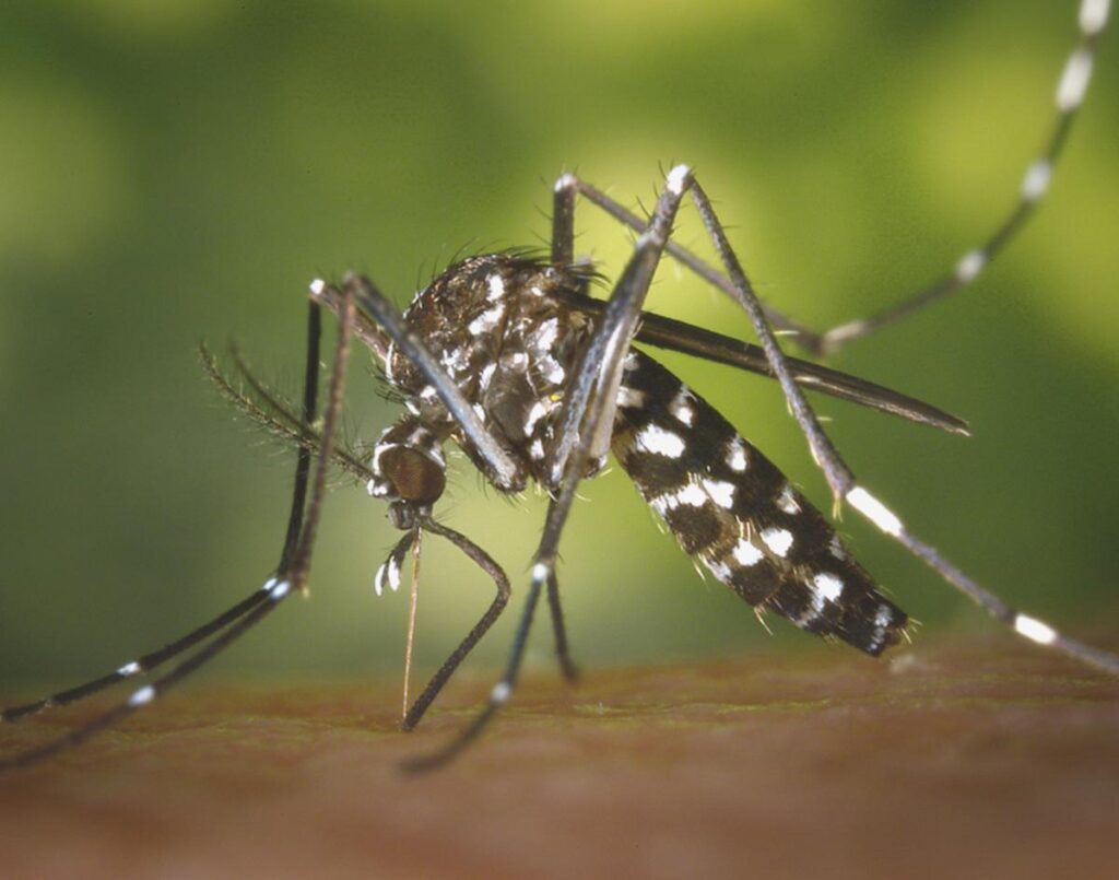 New chikungunya cases continue to decline in Shunde, core area of Guangdong outbreak – Global Times