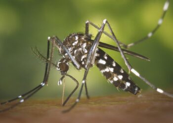 New chikungunya cases continue to decline in Shunde, core area of Guangdong outbreak – Global Times