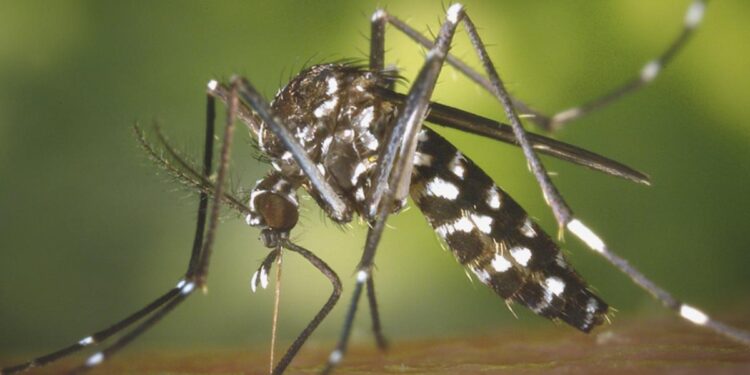 New chikungunya cases continue to decline in Shunde, core area of Guangdong outbreak – Global Times