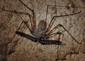 Yes, China Just Flew Another Tailless Next-Generation Stealth Combat Aircraft – The War Zone