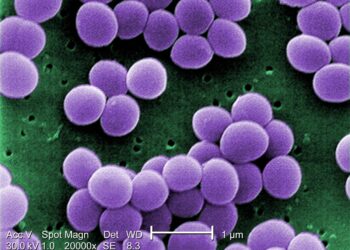 Molecular Characteristics of Staphylococcus aureus From Food Samples and Food Poisoning Outbreaks in Shijiazhuang, China – Frontiers