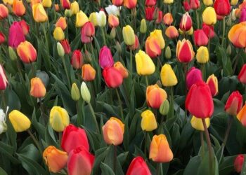 You Don’t Want to Miss 2025’s National Tulip Day in Amsterdam! – Thursd