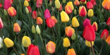 You Don’t Want to Miss 2025’s National Tulip Day in Amsterdam! – Thursd
