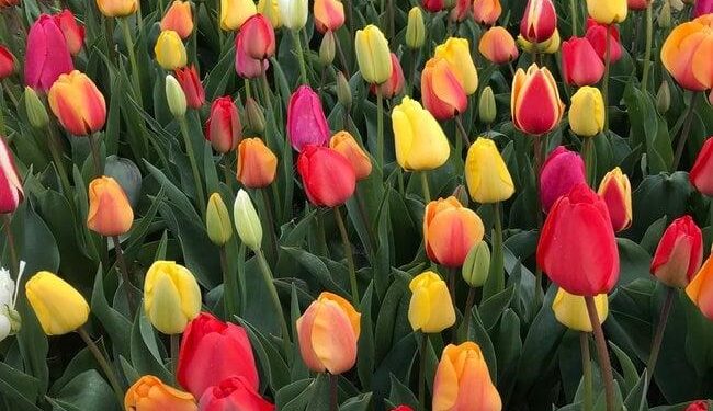 You Don’t Want to Miss 2025’s National Tulip Day in Amsterdam! – Thursd