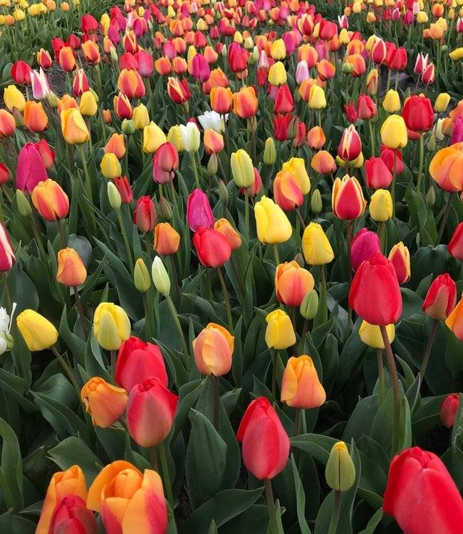 You Don’t Want to Miss 2025’s National Tulip Day in Amsterdam! – Thursd