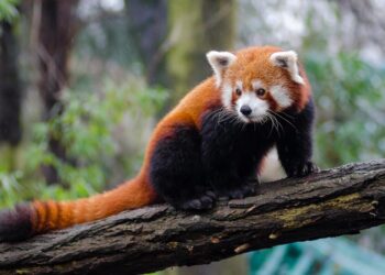 Endangered red pandas win hearts at Yangon Zoo in Myanmar – Global Times
