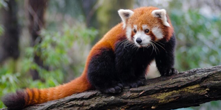 Endangered red pandas win hearts at Yangon Zoo in Myanmar – Global Times