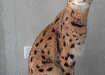 Savannah Mayor Johnson hits Cape Town for Strong Cities Summit – Savannah Morning News