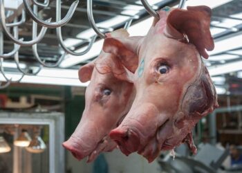 France Suspects Foreign Meddling After Pigs’ Heads Found Near Mosques – The New York Times
