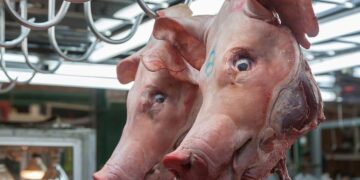 France Suspects Foreign Meddling After Pigs’ Heads Found Near Mosques – The New York Times