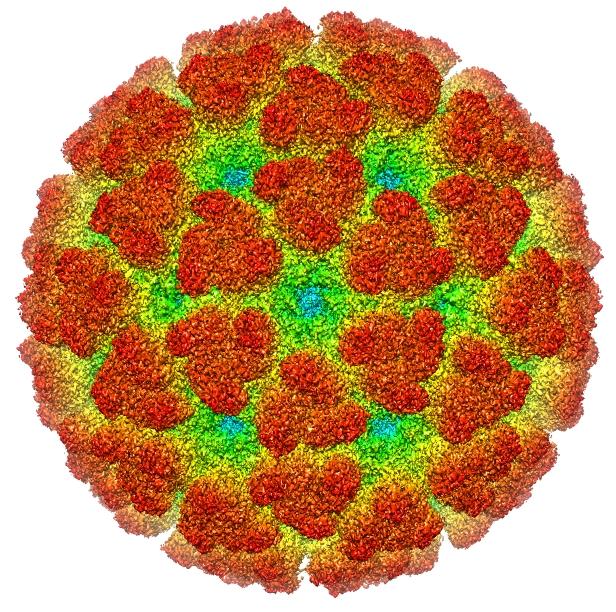 Chikungunya virus not spread from person to person: China’s CDC – Global Times