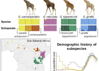 How many giraffe species are in Africa? New scientific analysis quadruples the count – WXXV News 25