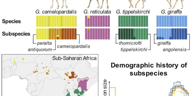 How many giraffe species are in Africa? New scientific analysis quadruples the count – WXXV News 25