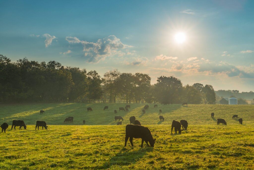 Greens oppose urbanisation of 27k bighas of pastureland in Bikaner – The Times of India